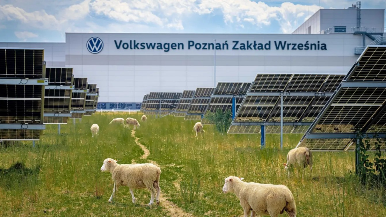 Volkswagen'in Fabrikasında Şaşırtan İstihdam: Bakım Görevlisi 100 Koyun!